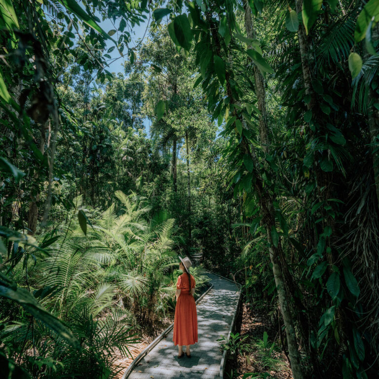 Queensland Cairns Tours From Cairns Cape Tribulation Day Cape