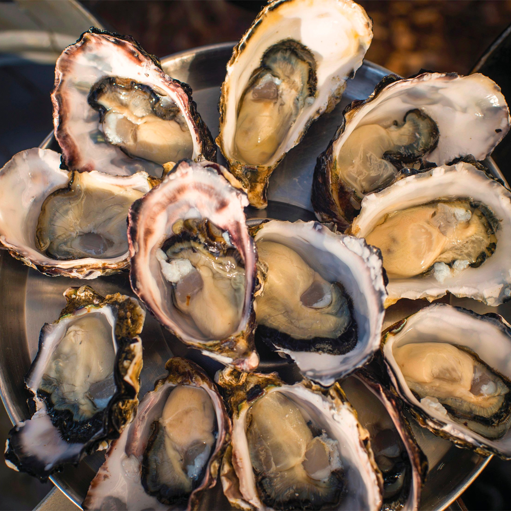 Tasmania oysters on tour in Tasmania