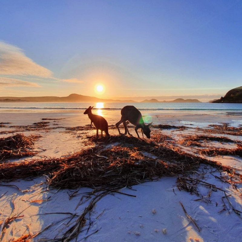 Kangaroos on the Beach in South Australia
