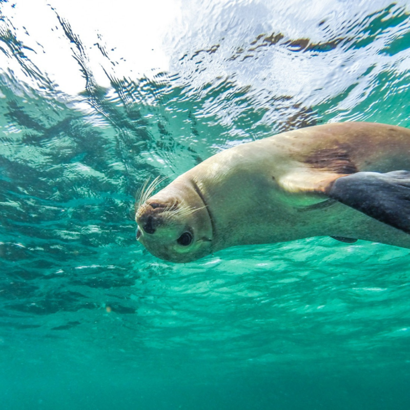 Swimming with Sealions in South Australia
