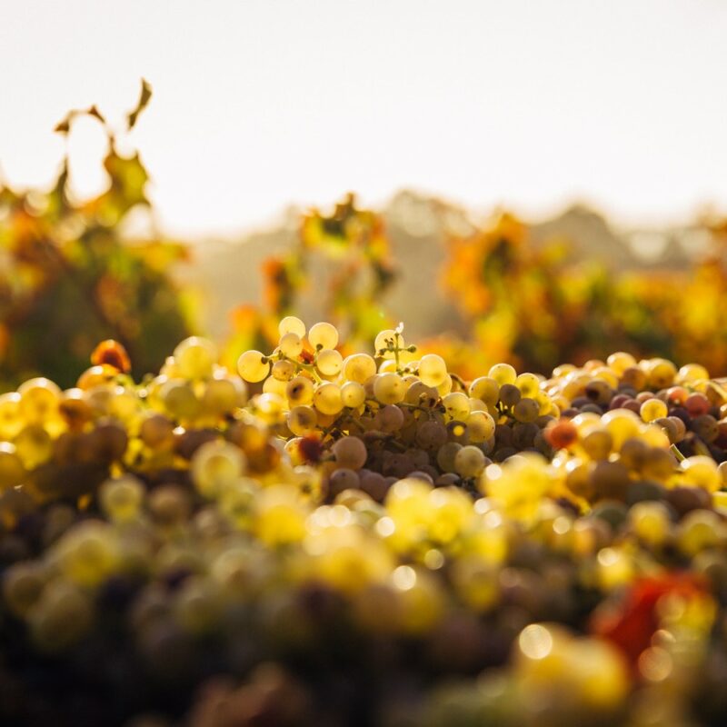 Barossa Valley grapes on our Barossa Valley tours.