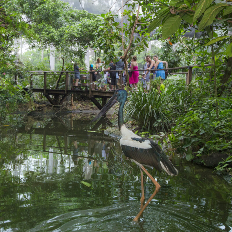 Habitat on our Cape Tribulation and Daintree Rainforest tours.