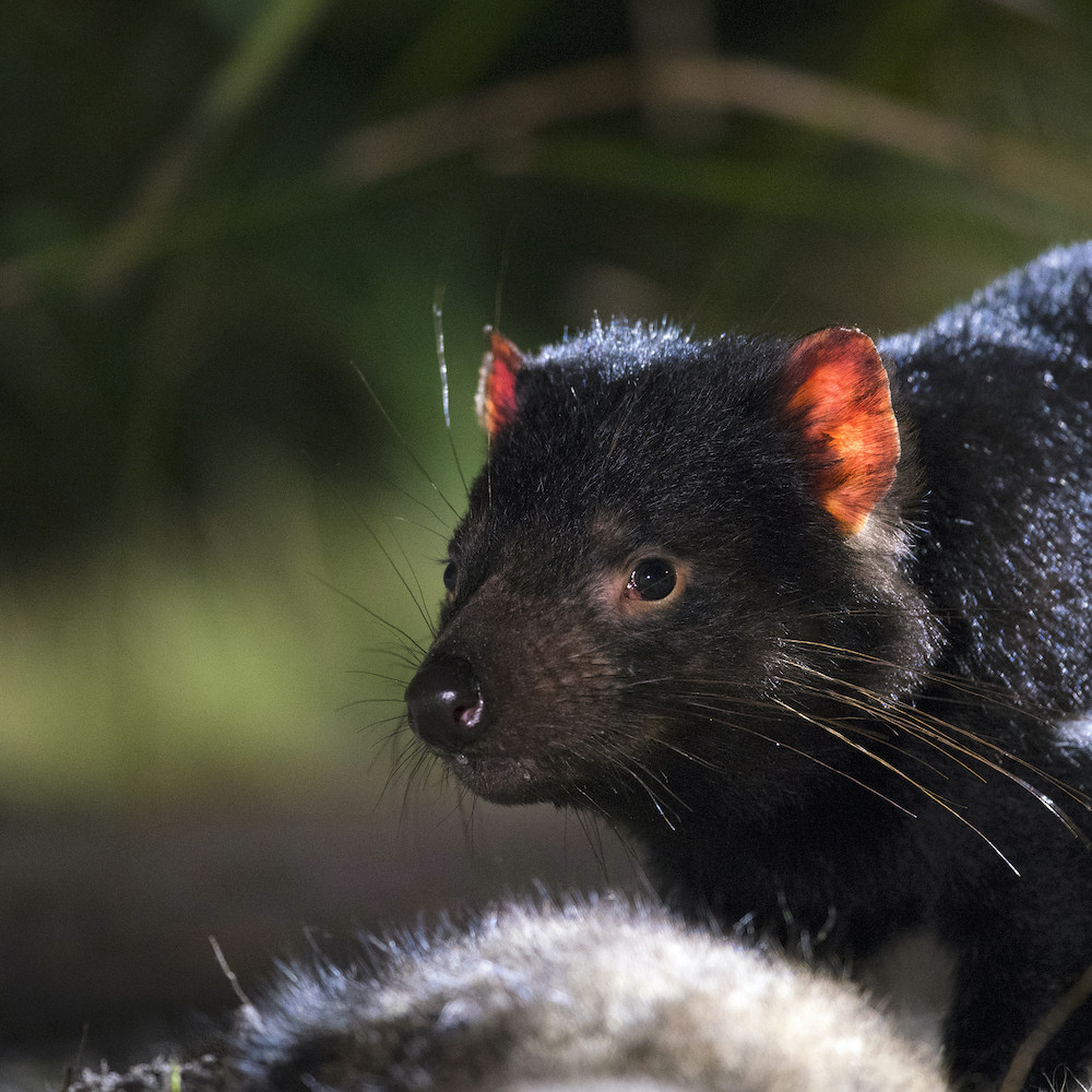 3 day tours in tasmania