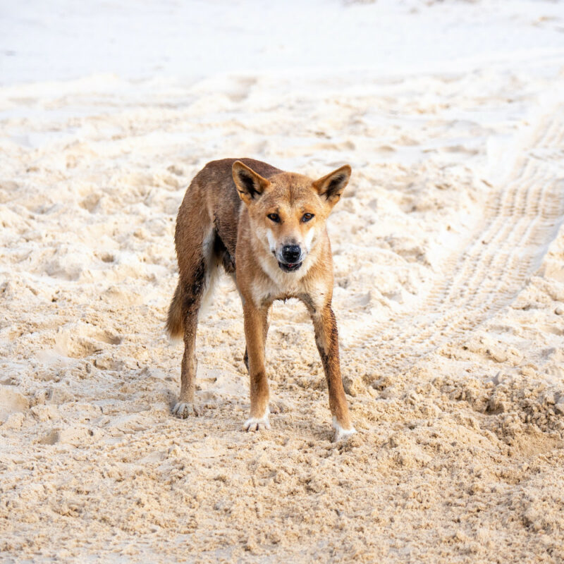 Dingo on Fraser Island on our Fraser Island tours.