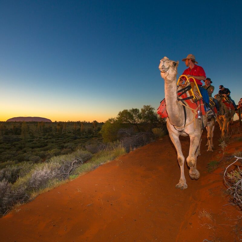 uluru camel tour