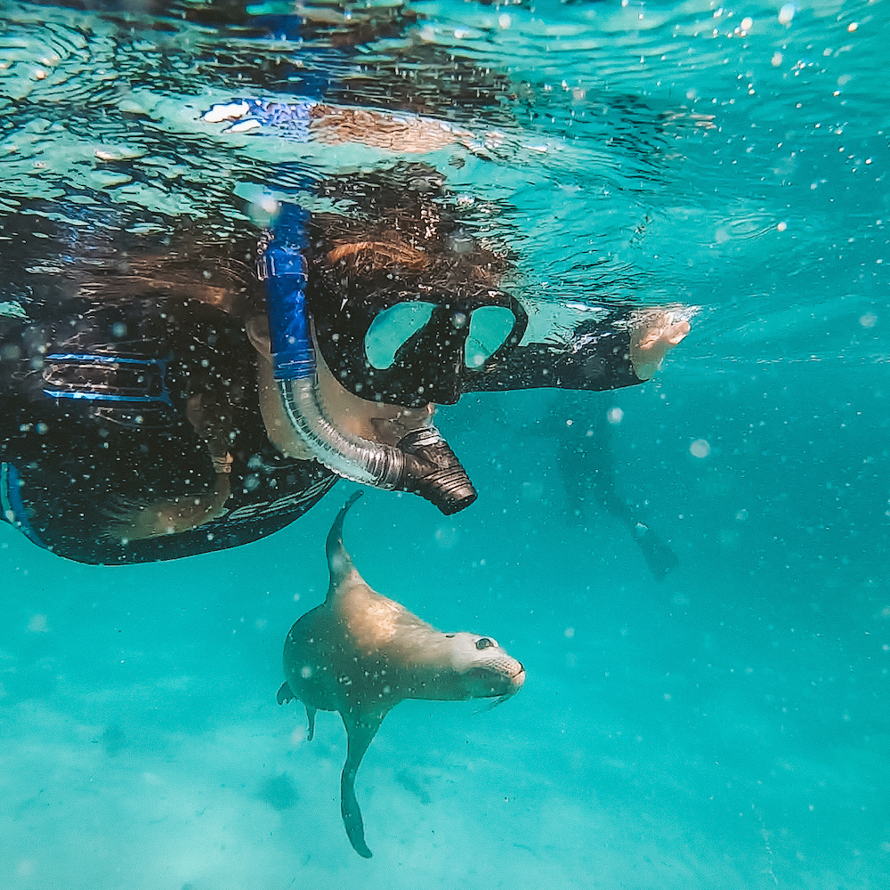 Sealions