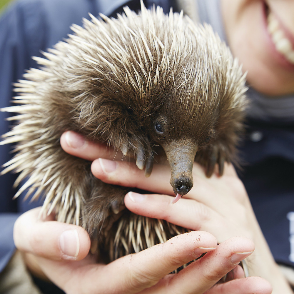 Echidna at Kangaroo Island Wildlife Park on our Kangaroo Island tours.