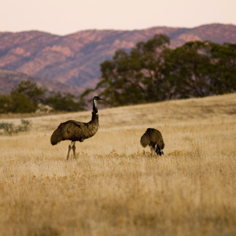 Emus spotted on our Flinders Ranges tours.