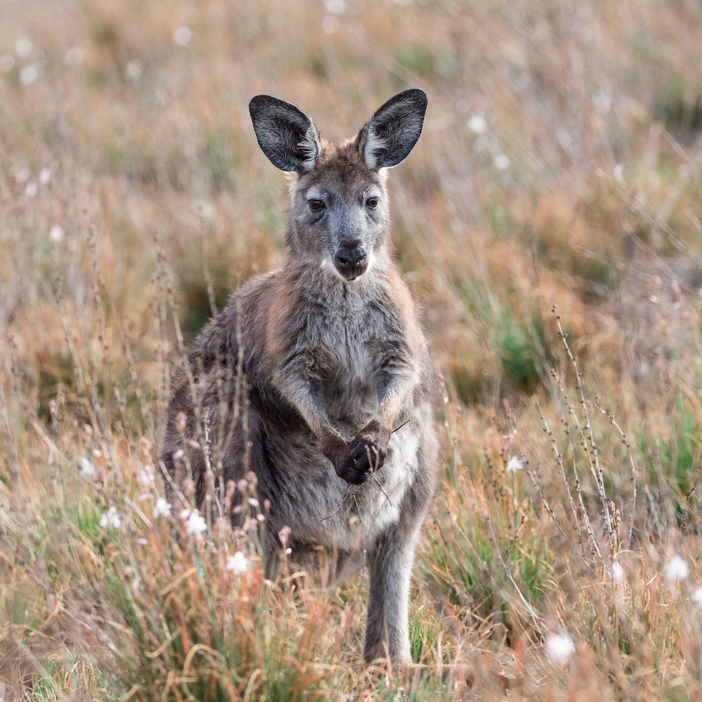 Euro Kangaroo, Flinders Ranges, Australia on our Flinders Ranges tours.