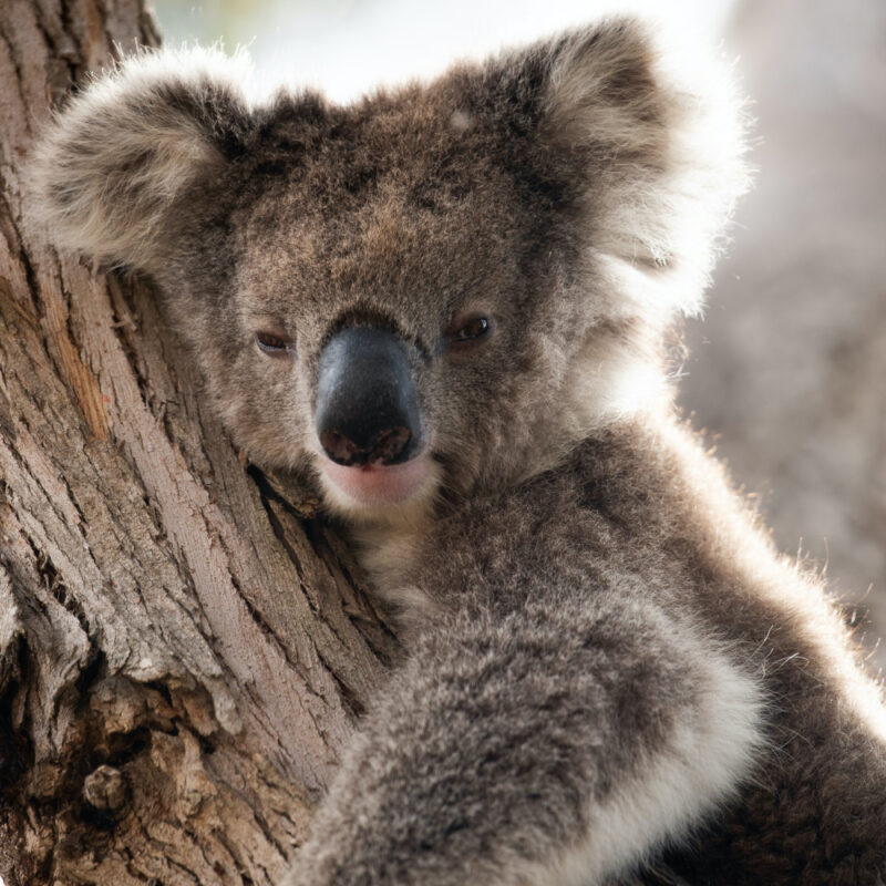 Koala so cute. Exceptional Kangaroo Island on our Kangaroo Island tours.