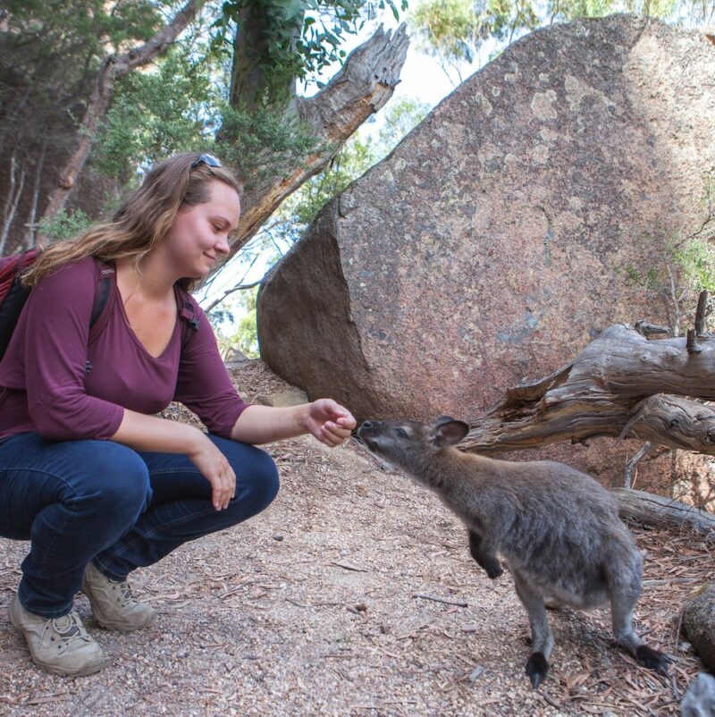 Feeding-a-Wallaby-Hiking-Freycinet-Natinonal-Park-Tasmania
