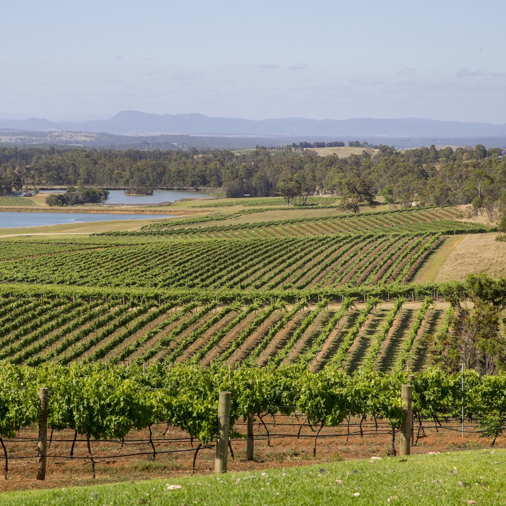 Hunter Valley vines