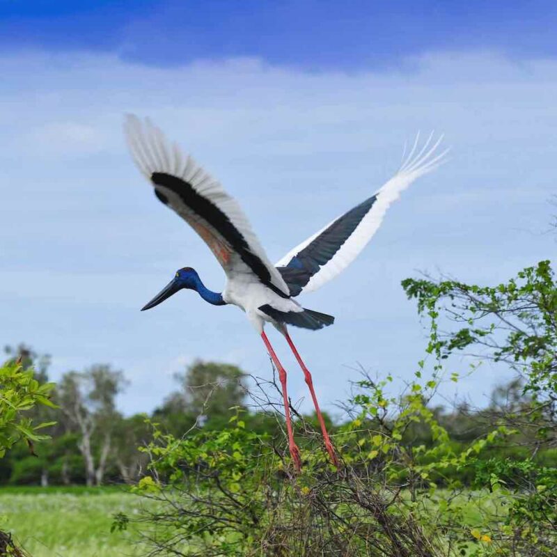 Jabiru bird in Kakadu National Park, NT on our Northern Territory tours