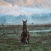Kangaroo Grampians National Park