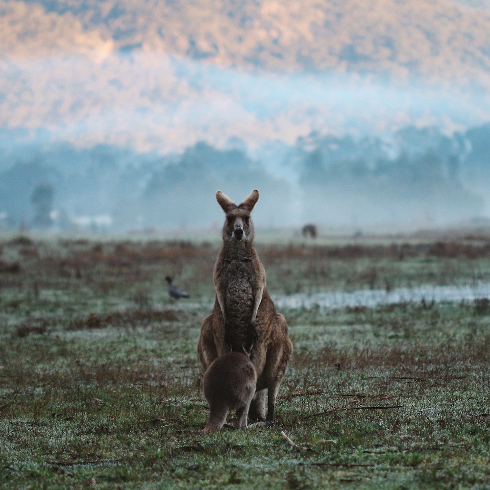 melbourne to adelaide tours