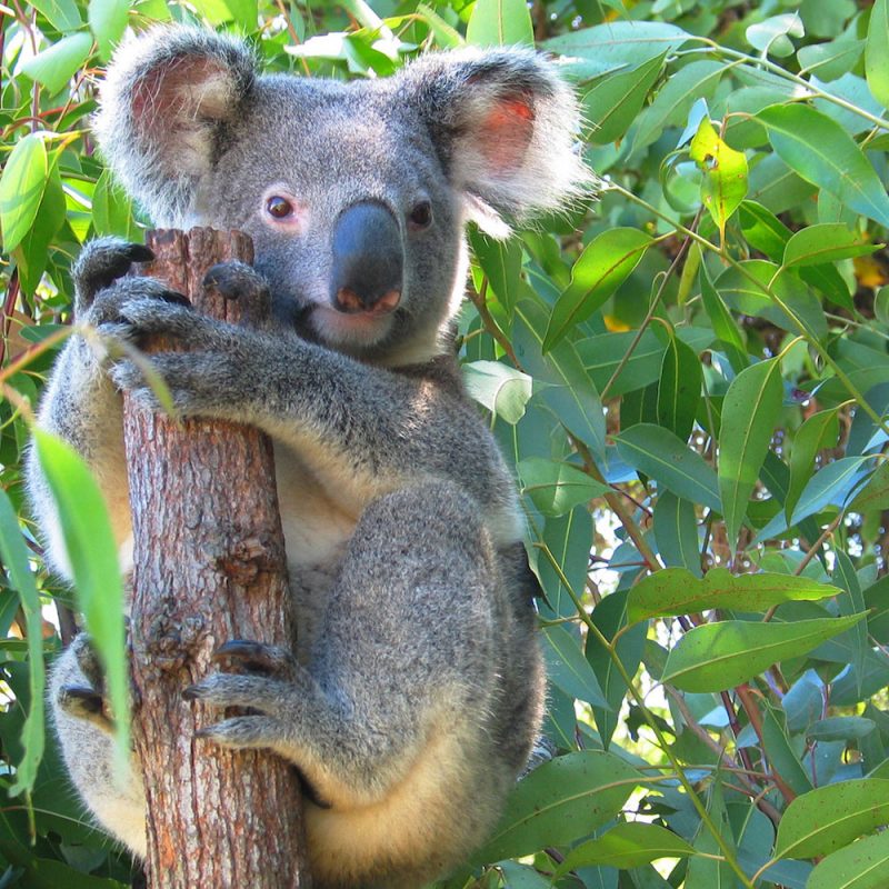 Real Aussie Adventures, Small Group Adventure Tours Australia. Koala at Wildlife Habitat Koala up a tree, Cape Tribulation, Queensland