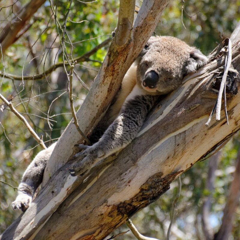 Koala on Phillip Island