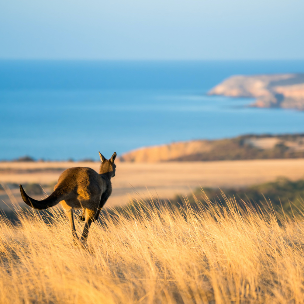 Kangaroo at Middle River Kangaroo Island on our Kangaroo Island tours.