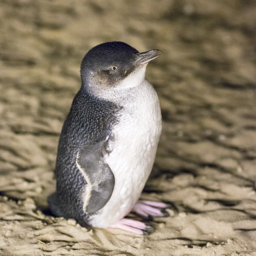 VISITE PRIVEE: Parade De Manchots De Phillip Island D'une