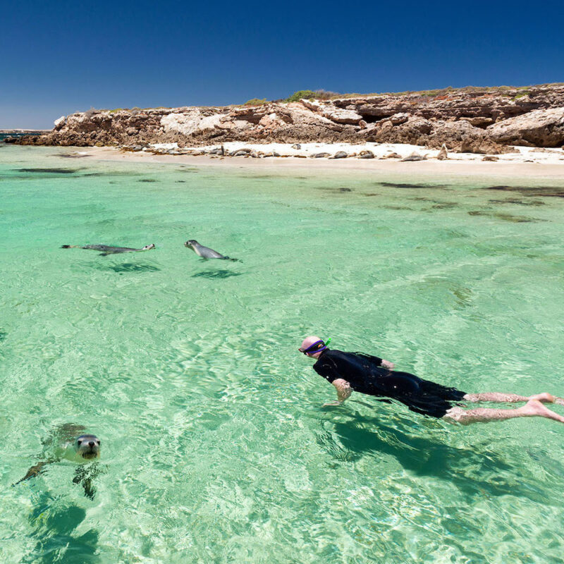 Swimming with Sea Lions, Baird Bay Ocean Eco Experience