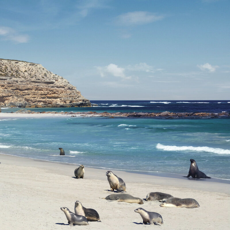 Seal Bay Conservation Park, Kangaroo Island, SA on our Kangaroo Island tours.