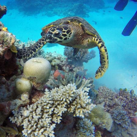 Turtle Great Barrier Reef on our great barrier reef day tours