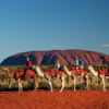 Uluru Camel Tours. Camels on a tour across the desert by Uluru/ Ayers rock. See sunset or sunrise on a camel.