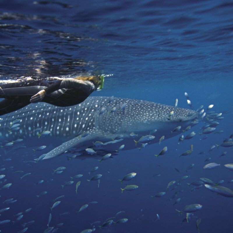 Diving with whalesharks. Swim with the Whale Sharks in Exmouth, Western Australia on our Western Australia tours