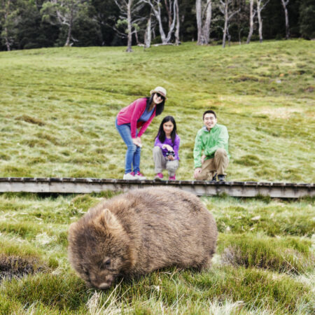 Wombat in Cradle Mountain-Lake St Clair National Park on our Cradle Mountain tour in Tasmania.