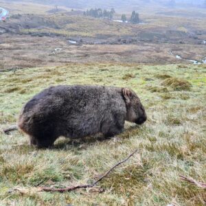 Wombat in Tasmania