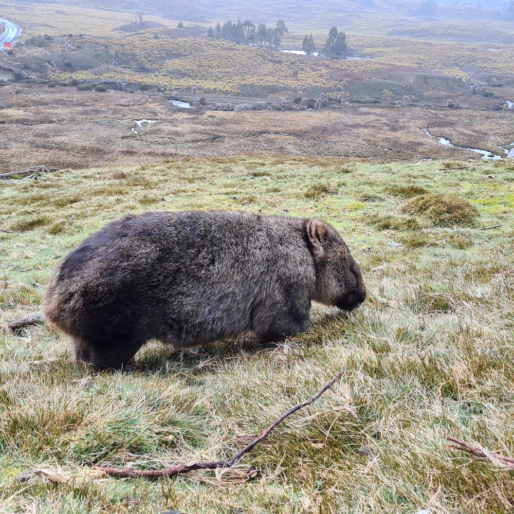 tasmanian wonders tour