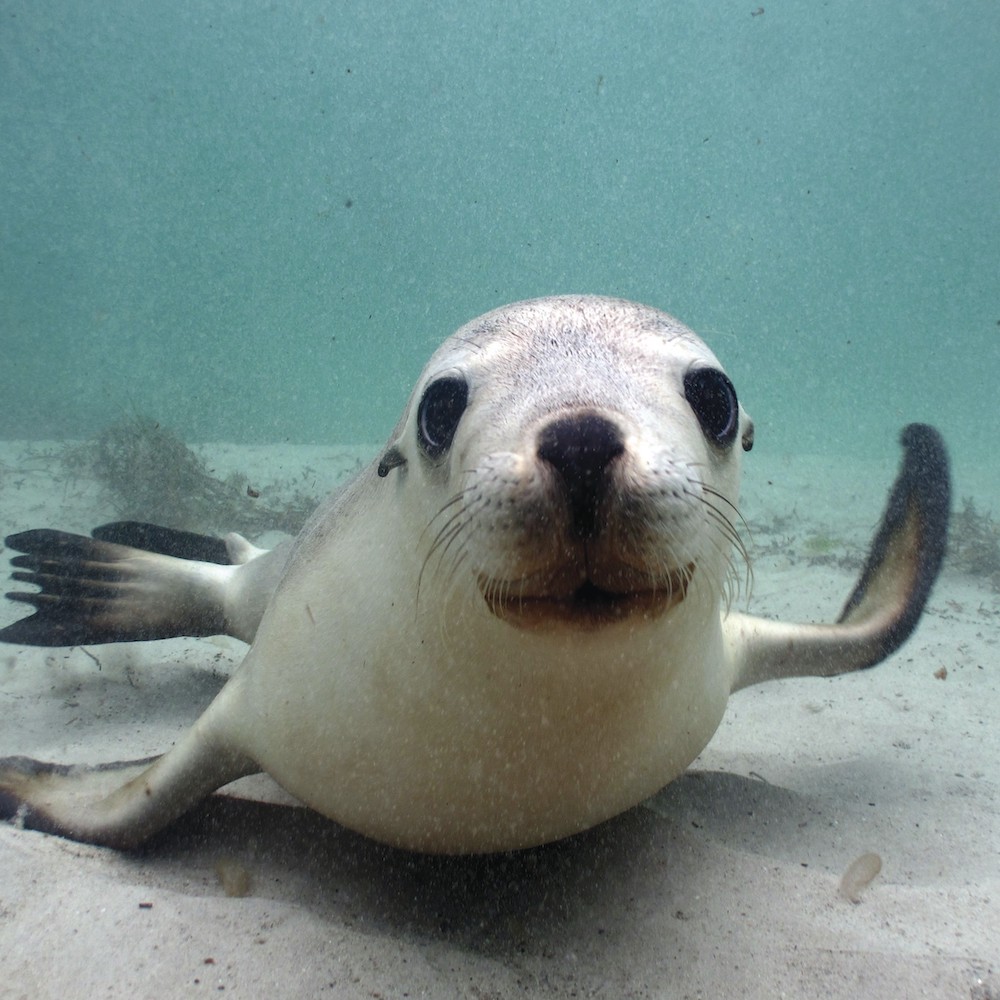 Sealions