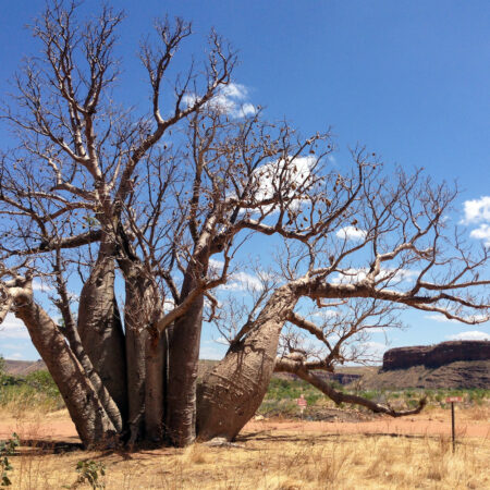 Boab Tree in El Questro Wilderness Park, The Kimberley, WA on our Darwin to Broome Kimberley tour