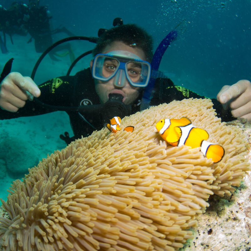 Diving with Nemo in the water on our Great Barrier Reef day tour