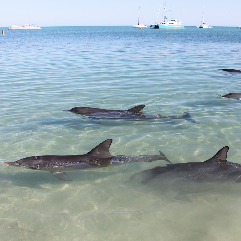 Dolphins in the shallow water at Monkey Mia on our Perth to Exmouth tour. Western Australia