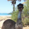 Emu at Monkey Mia on our Perth to Exmouth tour. Western Australia