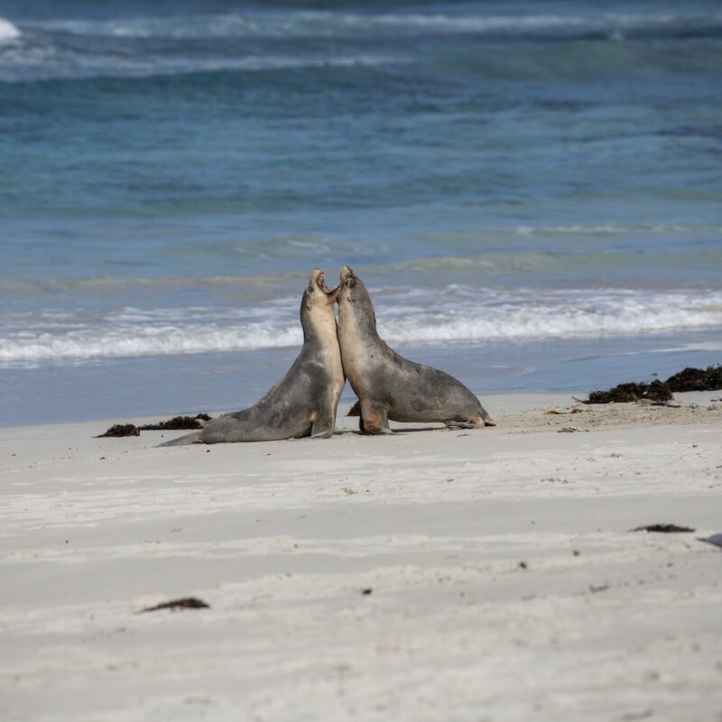 Seals on Kangaroo Island on our Kangaroo Island tours.