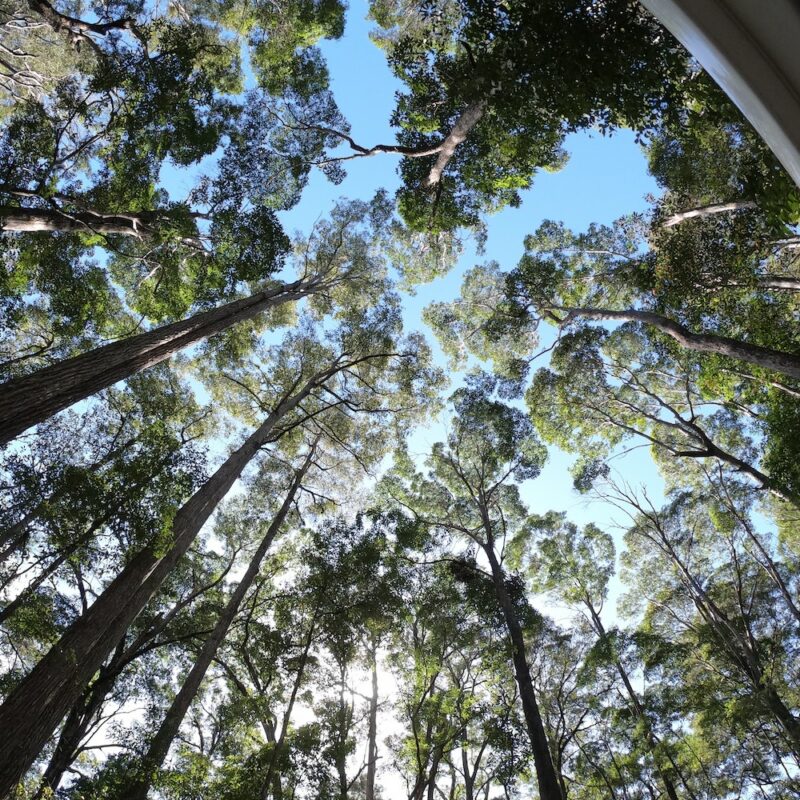 K'gari large trees on our Fraser Island tours.