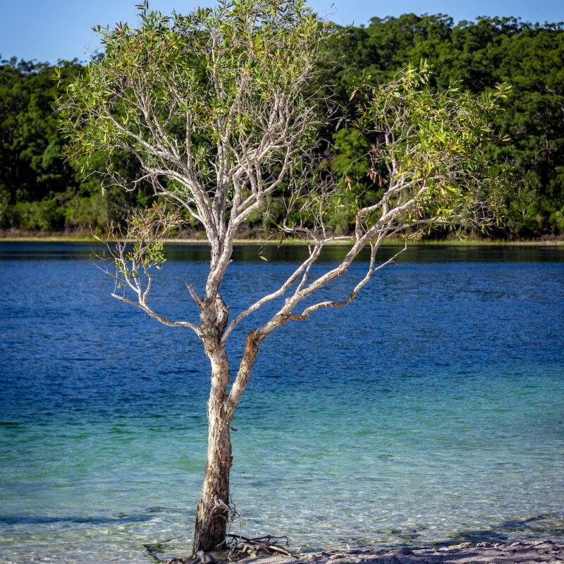 Tree at a lake on our Fraser Island tours