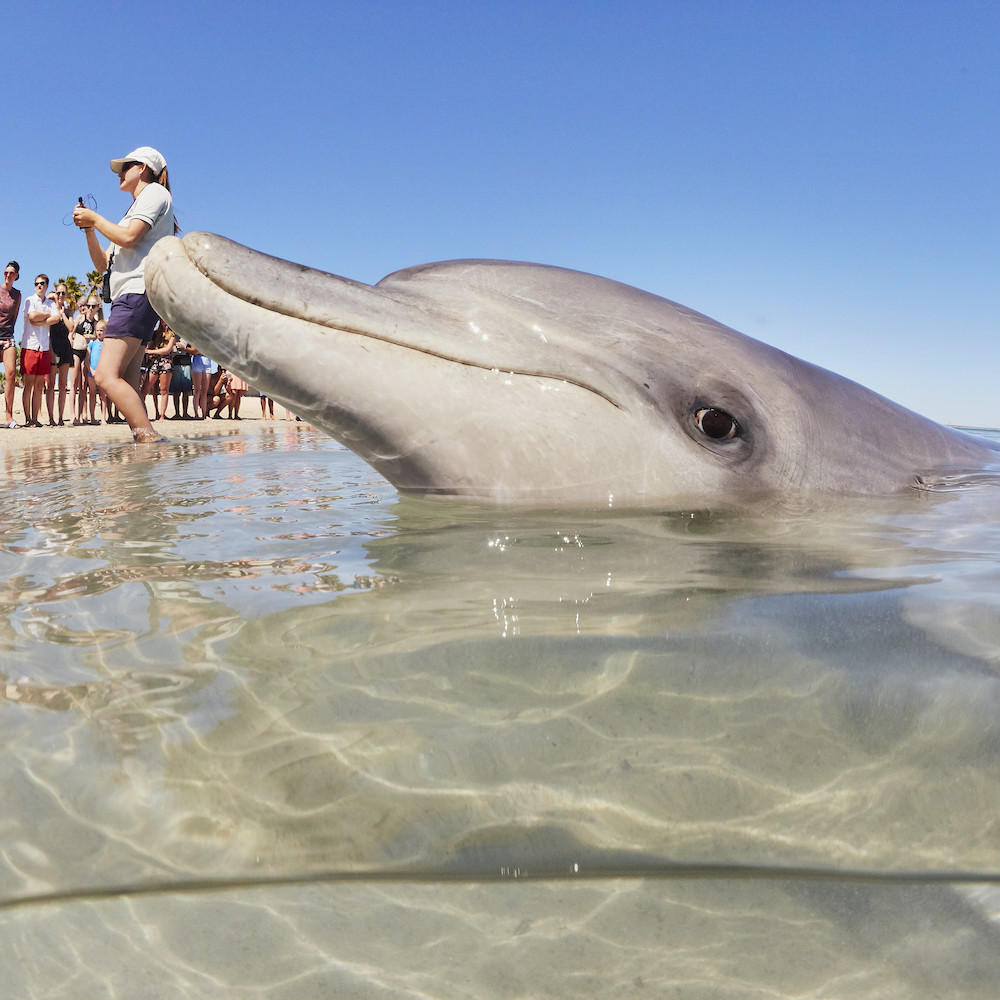 Monkey Mia Dolphins on our Perth to Exmouth tour. Western Australia