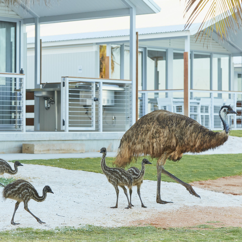 Emus at Monkey Mia on our Perth to Exmouth tour. Western Australia