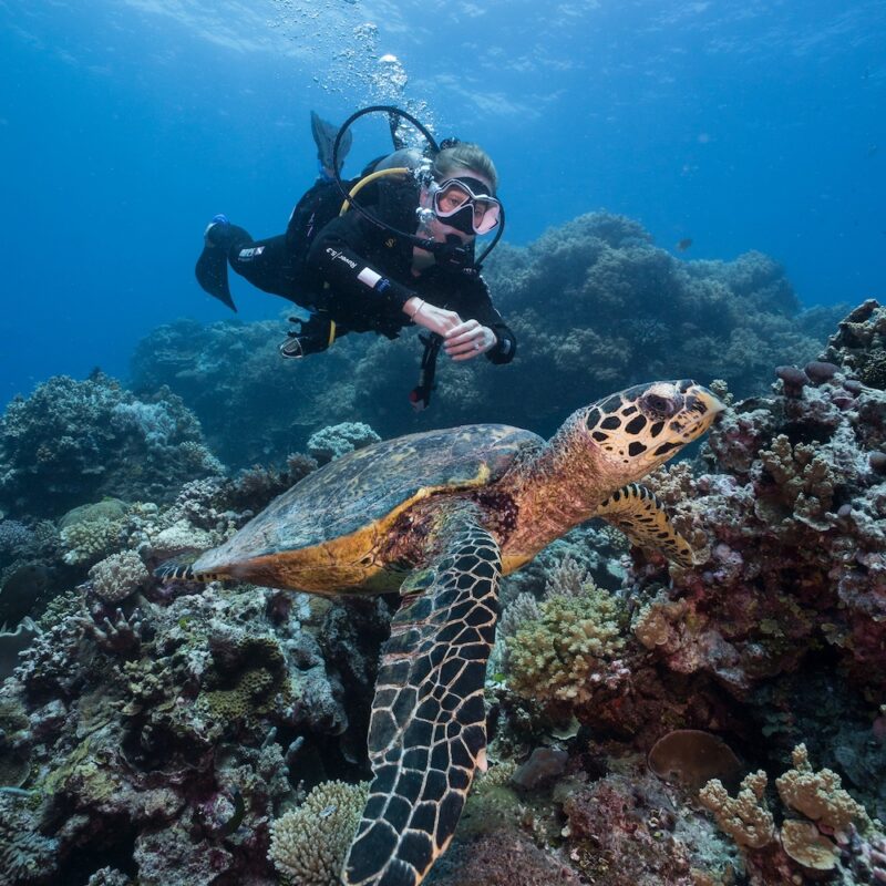 Diver with Turtle on Reef day tours from cairns to great barrier reef