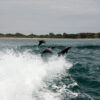 Dolphins at Rockingham, Western Australia