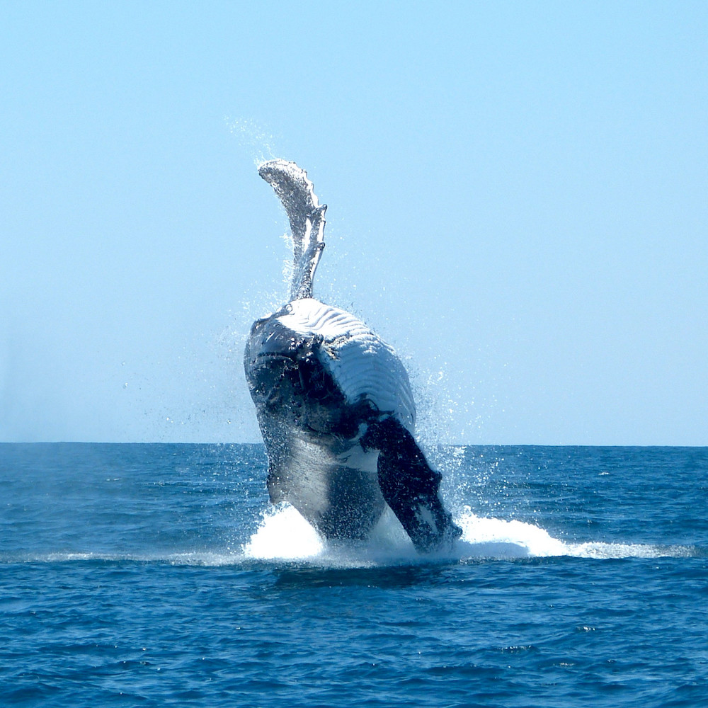 Humpback Whale Breaching, Ningaloo Marine Park in Exmouth, Western Australia on our Western Australia tours. Humpback Whale swim from Exmouth in Western Australia