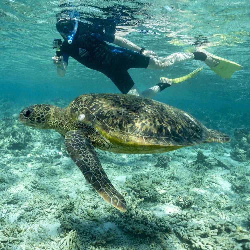 CORAL COAST CORAL BAY TURTLES