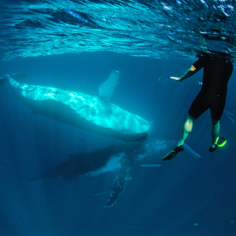 Swim with the Humpback Whale, Ningaloo Marine Park in Exmouth, Western Australia on our Western Australia tours. Humpback Whale swim from Exmouth in Western Australia