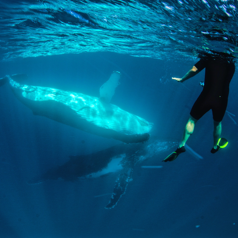 Swimming With Humpback Whales