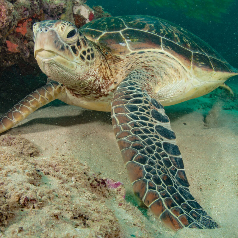Green sea turtle, Ningaloo Marine Park