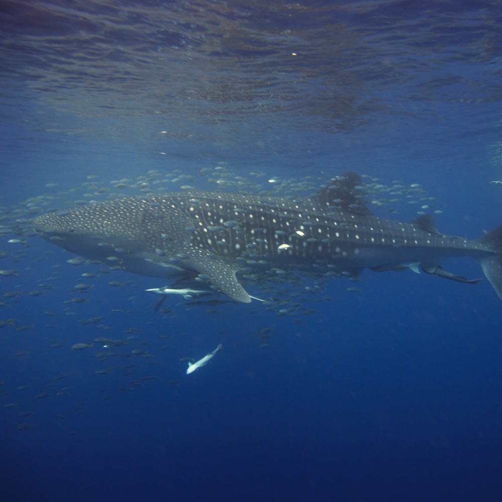 Diving with whalesharks. Swim with the Whale Sharks in Exmouth, Western Australia on our Western Australia tours