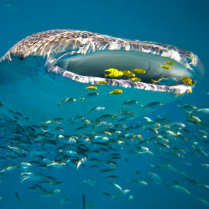 Whale Shark, Ningaloo Reef, WA. Swim with the Whale Sharks in Exmouth, Western Australia on our Western Australia tours